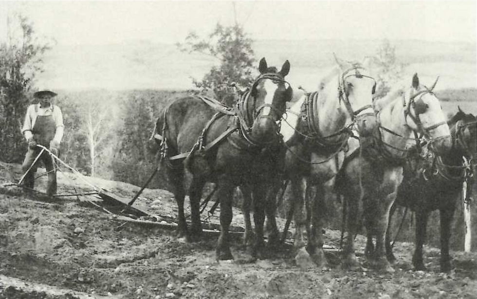 Man plowing field with horses, vintage photo. Legacy, agricultural scene background.